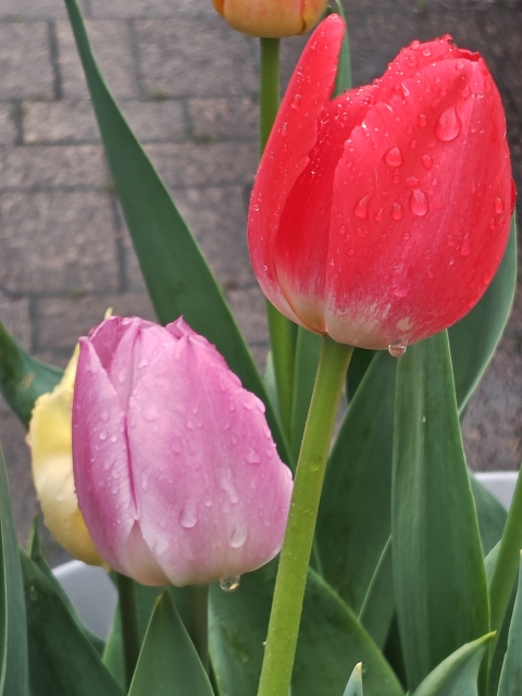 雨の日がちょっと好きになる理由☔️🌷