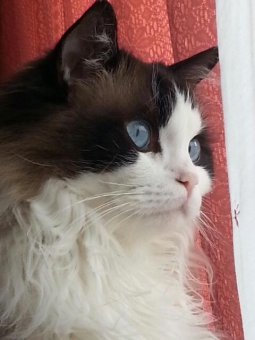 猫