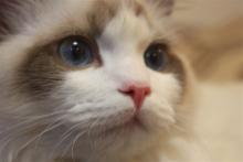 ハイジおば様のつぶやき