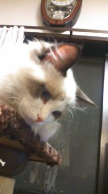 ハイジおば様のつぶやき