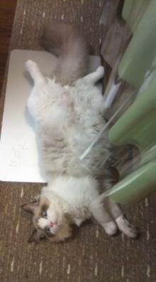 ハイジおば様のつぶやき