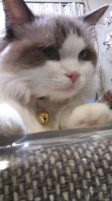 ハイジおば様のつぶやき