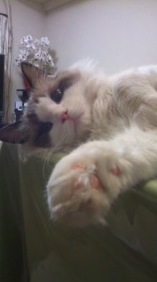 ハイジおば様のつぶやき